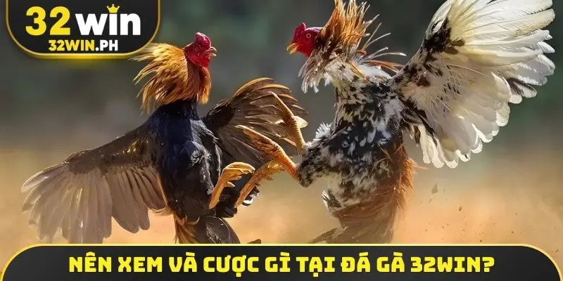 Nên xem và cược gì tại đá gà 32win?