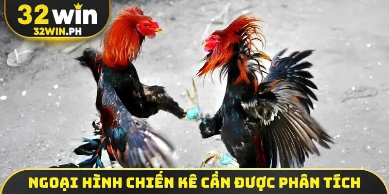 Ngoại hình chiến kê cần được phân tích cặn kẽ