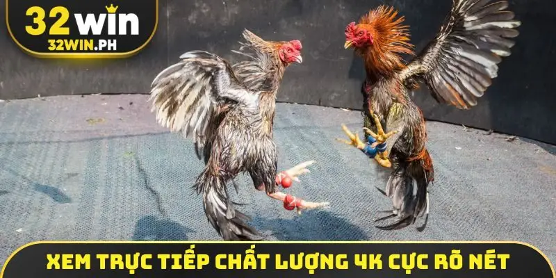 Xem trực tiếp chất lượng 4K cực rõ nét